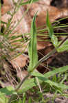 Eustis Lake beardtongue